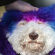 Illustration for article titled This Purple-Haired Therapy Dog Wins at Life